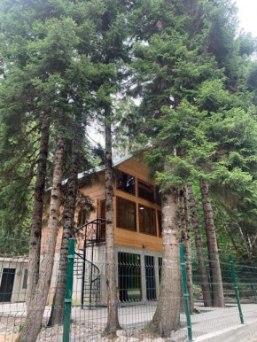 allone in the forest მარტო ტყეში